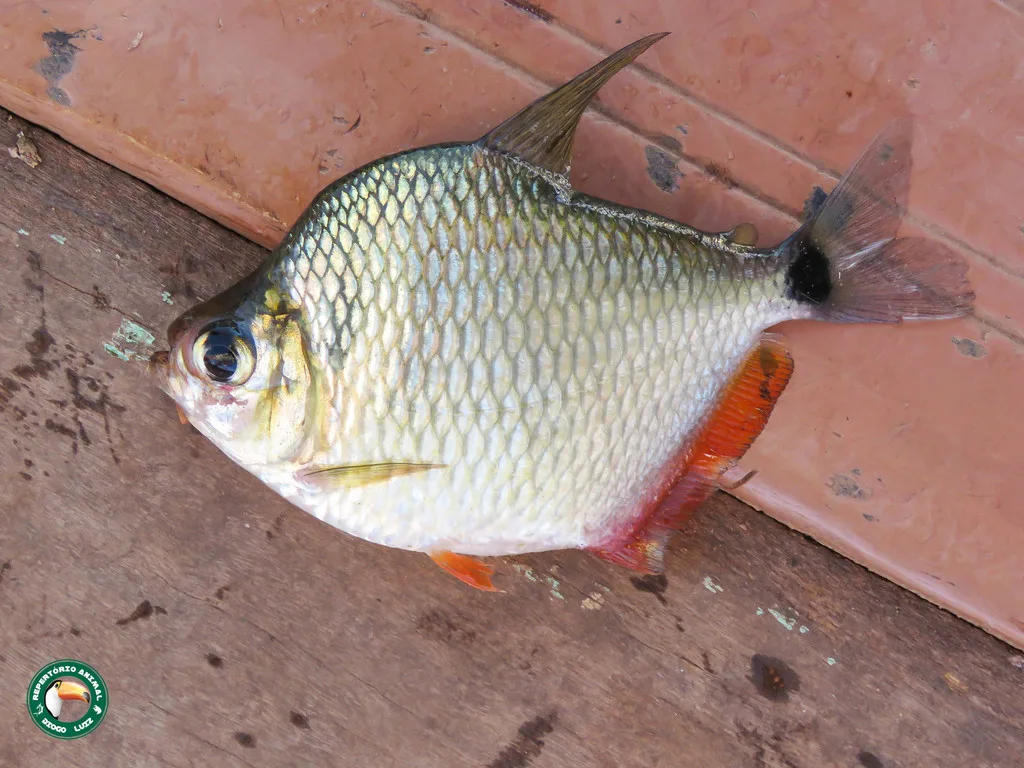Foto de Tetragonopterus argenteus em ambiente natural ou aquário