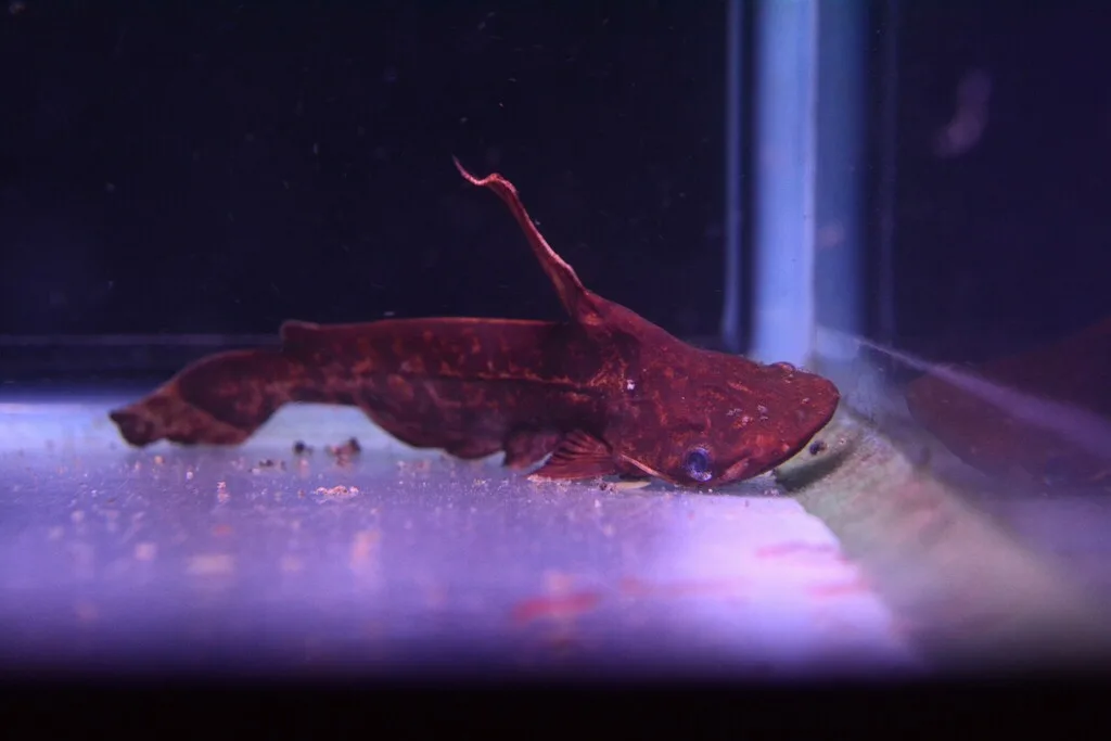 Foto de Tetranematichthys wallacei em ambiente natural ou aquário
