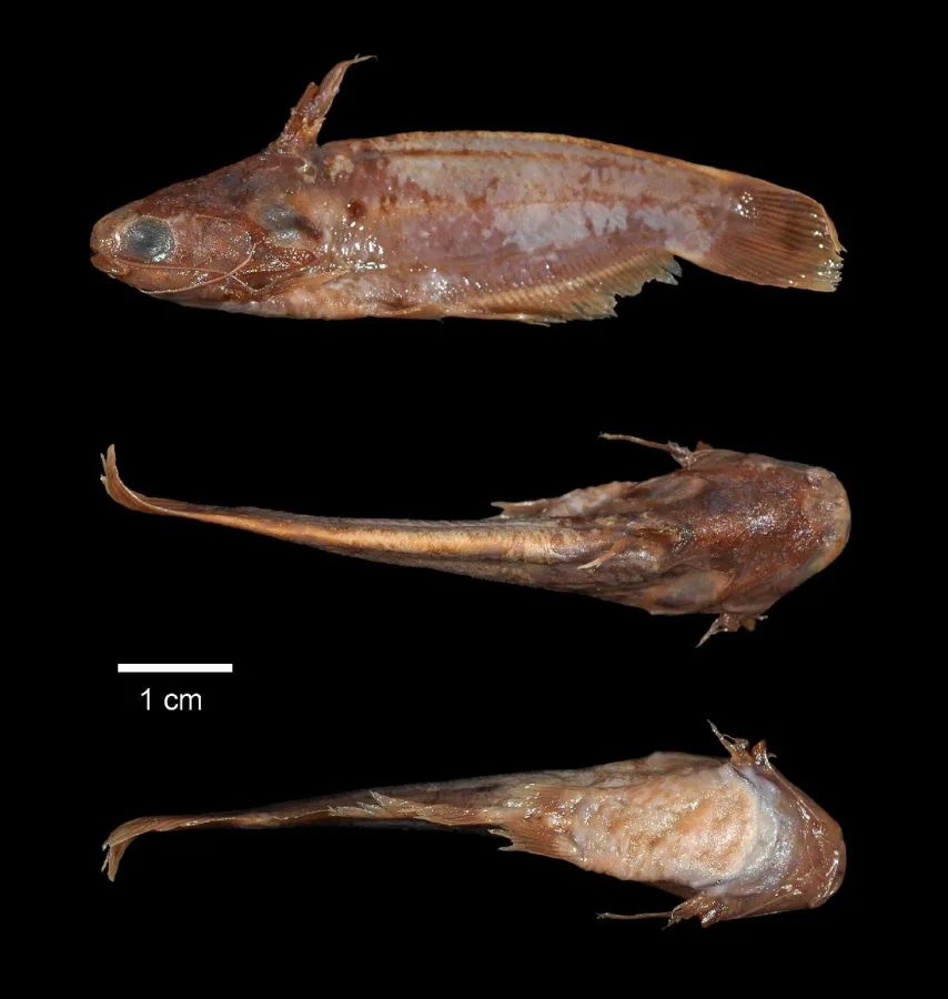 Foto de Trachelyichthys decaradiatus em ambiente natural ou aquário