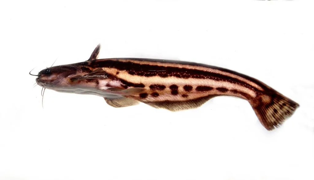Foto de Trachelyopterichthys taeniatus em ambiente natural ou aquário