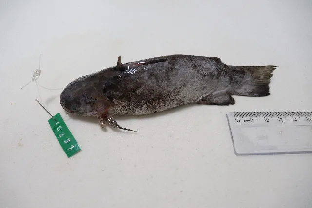 Foto de Trachelyopterus galeatus em ambiente natural ou aquário