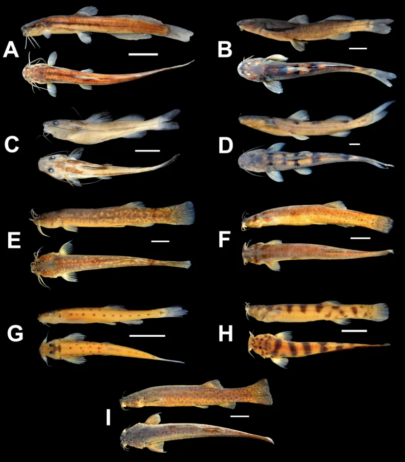 Foto de Trichomycterus alternatus em ambiente natural ou aquário