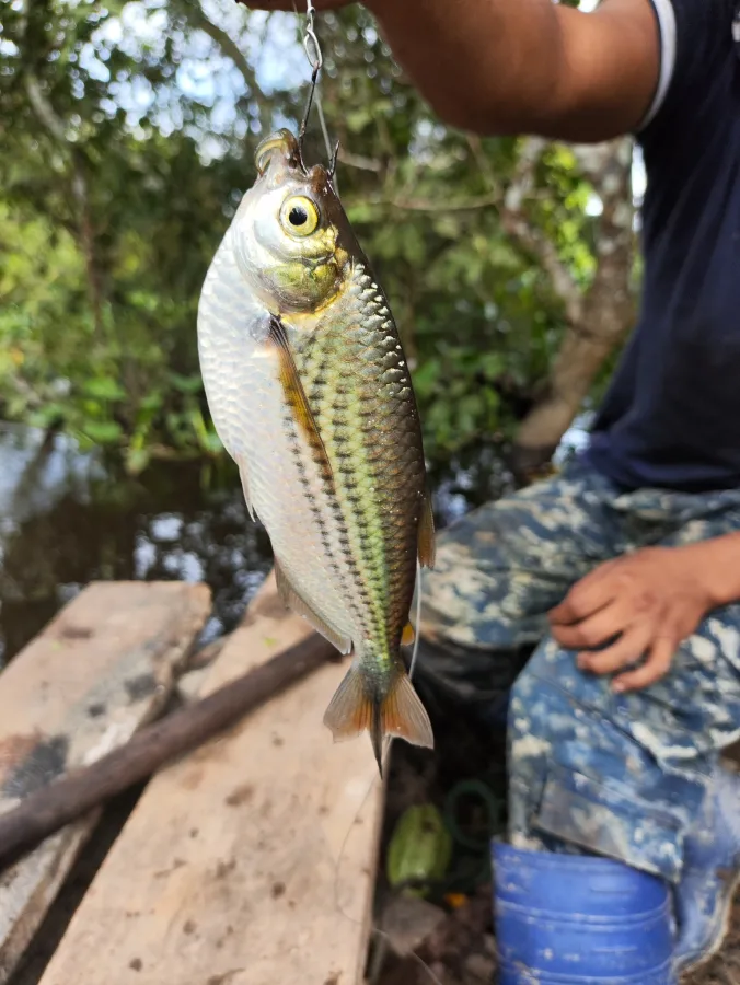 Foto de Triportheus angulatus em ambiente natural ou aquário