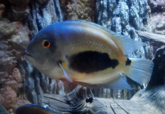 Foto de Uaru amphiacanthoides em ambiente natural ou aquário
